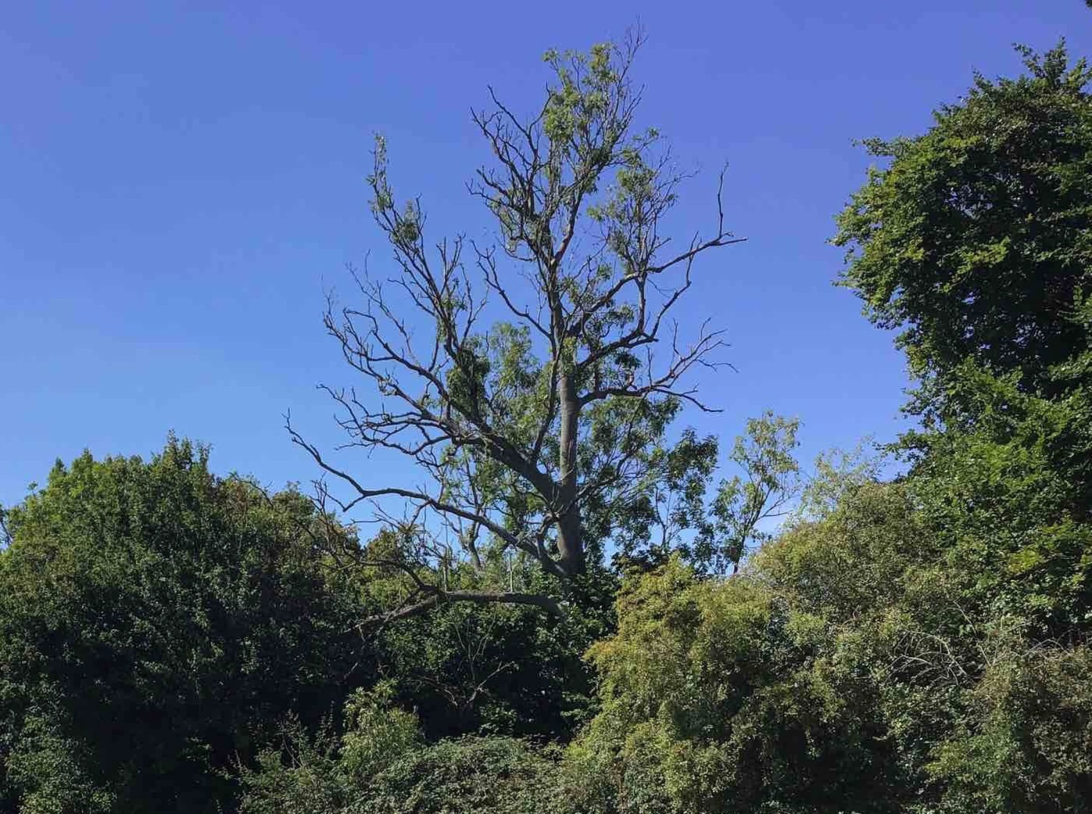 Ash Tree