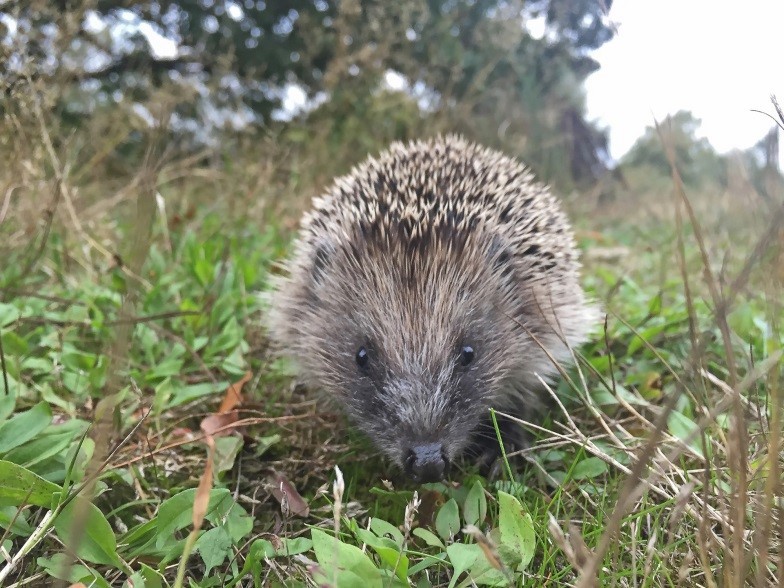 British hedgehogs have declined by between 30-75% in rural areas since 2000.