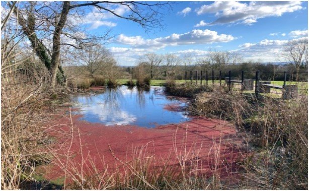 Horsefield Green Pond